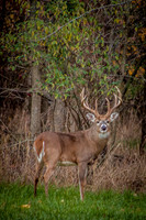 King of the Fall