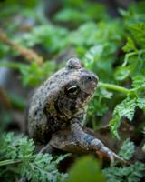 Mr. Toad