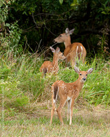 Following Mama