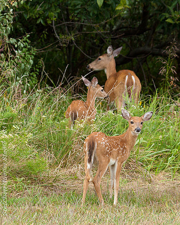 Following Mama