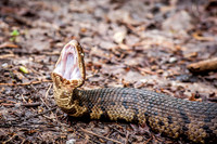 Cottonmouth
