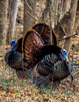 Spring Strutters