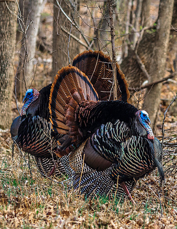 Spring Strutters