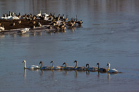Collared Trumpeter Family 1