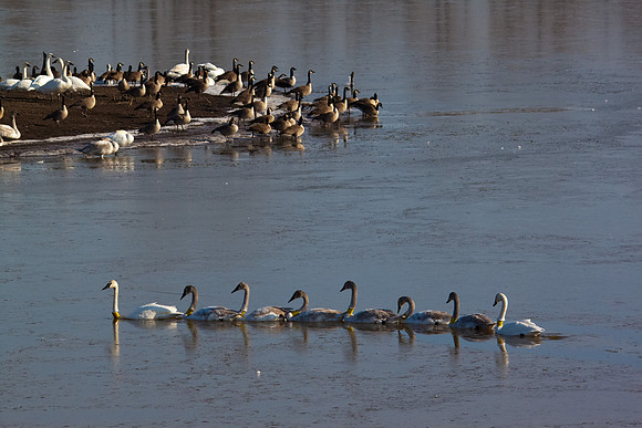 Collared Trumpeter Family 1