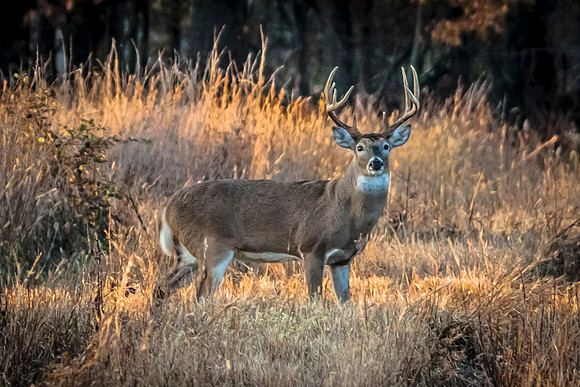 Evening Buck 1